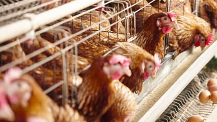 chicken farm © WenPhoto