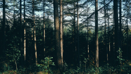 morning in the forest