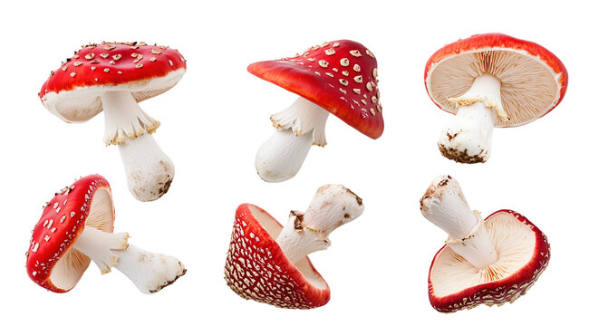Set of red fly agaric mushrooms with white spots are shown in various positions isolated on white or transparent background, png clipart, design element