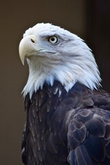 Obraz premium American bald eagle side face bird portrait