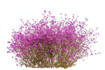Naklejka premium Purple Bush of Tiny Blossoms in Full Bloom Against a Crisp isolated on white background