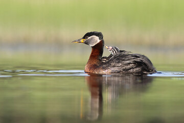 Perkoz rdzawoszyi (Podiceps grisegena), red-necked grebe  © Bartosz Rakoczy
