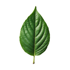 Obraz premium Single Green Leaf with Veins Isolated on Transparent Background.