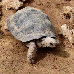 tortoise reptile turtle shell animal