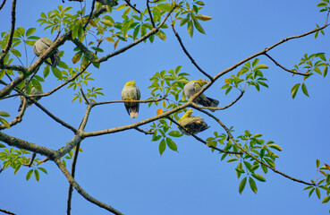 Yellow-footed green pigeons