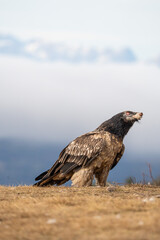 Bearded vulture (Gypaetus barbatus) photographed in Spain