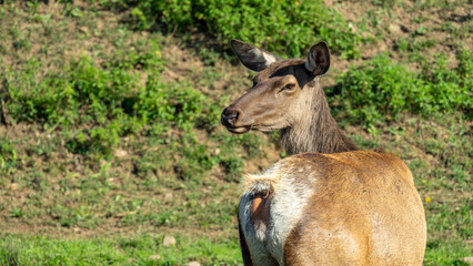 Female deer maral or wapiti walks through pasture with green grass on sunny summer day
