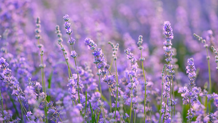 Blooming lavender