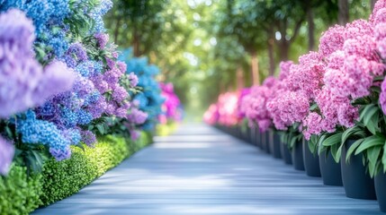 Obraz premium Floral Path to Serenity: A vibrant path lined with rows of colorful hydrangeas, creating a tunnel of blooms leading the eye towards a soft, sunlit background.