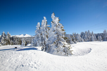 Fototapeta premium forest, clear sky and snow image