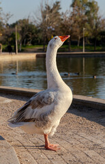 A large white goose stands near a lake close-up