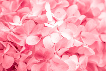 Pink flowers close up. Bouquet of red flowers. City flower beds, a beautiful and well-groomed garden with flowering bushes.