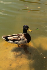 duck on the water