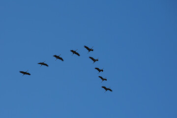 Detalle de grullas volando en grupo
