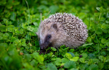 Hedgehog in the grass. Cute hedgehog