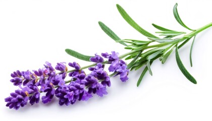 Naklejka premium Vibrant purple lavender sprig displaying delicate green leaves, symbolizing natural serenity against pristine white background