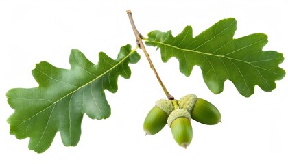 Oak branch bearing green leaves and acorns against white backdrop, isolated