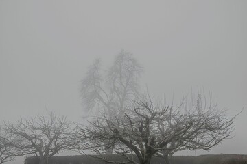 bare trees in a foggy environment