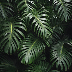 Fototapeta premium Monstera Leaves Background