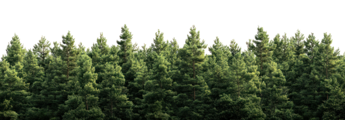 PNG Real cedar forest outdoors woodland nature.