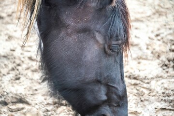 black horse face close up while grazing