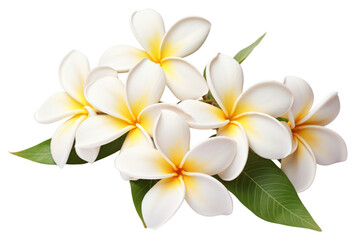 Fototapeta premium PNG White frangipani flowers blossoms petals leaves.