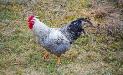 speckled rooster walking through a grass field