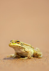 The frog sits on the sand on the shore of the lake. Beautiful wildlife landscape with place for text. The concept of protecting wildlife and ecology.