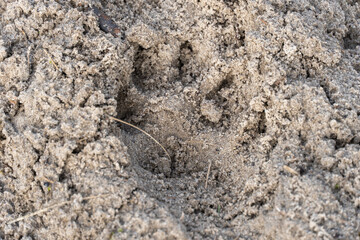 Dog paw prints in the sand close-up. Dog footprint and dog's track walking. Domestic animal markings.