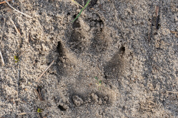 Dog paw prints in the sand close-up. Dog footprint and dog's track walking. Domestic animal markings.
