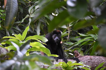 Monkey Alouatta palliata