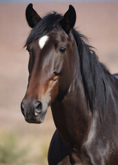Obraz premium portrait of a brown horse