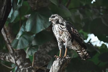 hawk on a branch