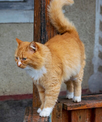 Orange cat with beautiful fur
