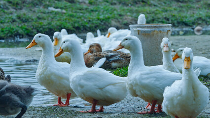 Free range white ducks