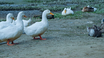 Free range white ducks