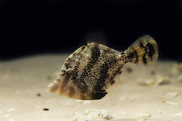 Fantail or Fanbelly Leatherjacket (Monacanthus chinensis)
