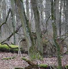 Root ball