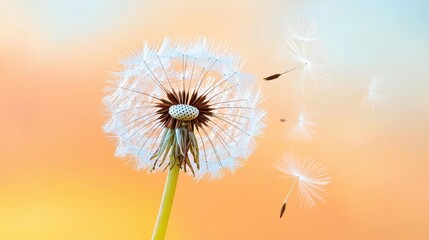 Close up of a dandelion seed head in the golden light of sunset, a single seed drifting away with the breeze, a wish being made