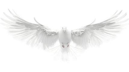white dove on white background