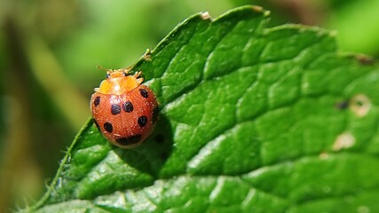 ladybug on grass