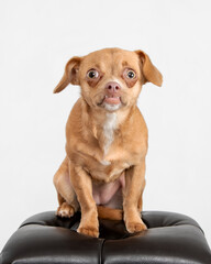 brown chihuahua on brown bench
