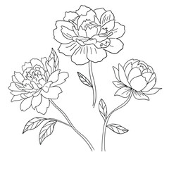 Hand drawn peony flower, sketch vector illustration isolated on white background.