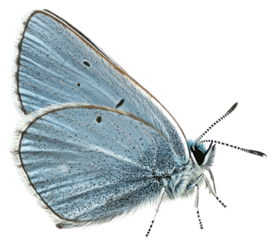PNG A blue butterfly photography animal insect.