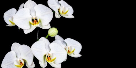 Fototapeta premium Delicate white orchid flowers with intricate patterns on a dark black background, showcasing their unique shape and texture, elegant design, minimalist style, white orchids
