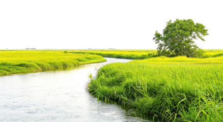 PNG Silence river and yellow and green grass field landscape nature fields natural.