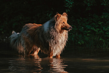 Britischer Collie