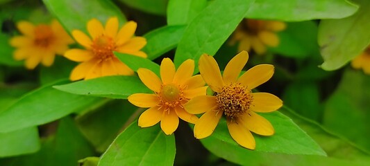 yellow flower in the garden