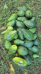 Several green chayote harvested in the backyard. Nutritious, fresh and healthy ingredient. Organic and natural food.