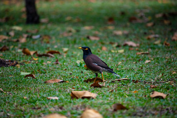 blackbird on the grass